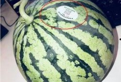 网红吃瓜船,揭秘娱乐圈幕后风云